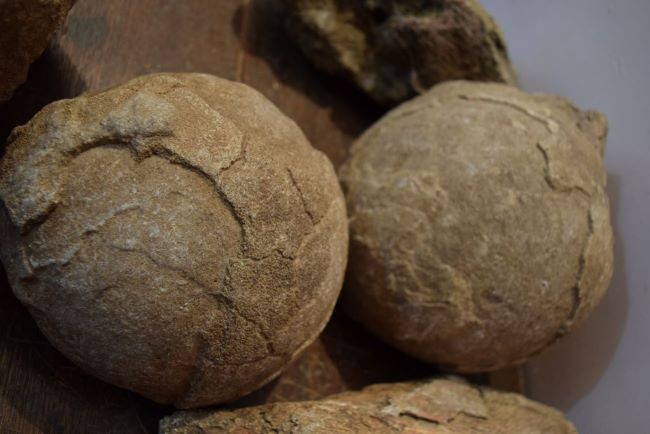 fossil dinosaur eggs gujarat