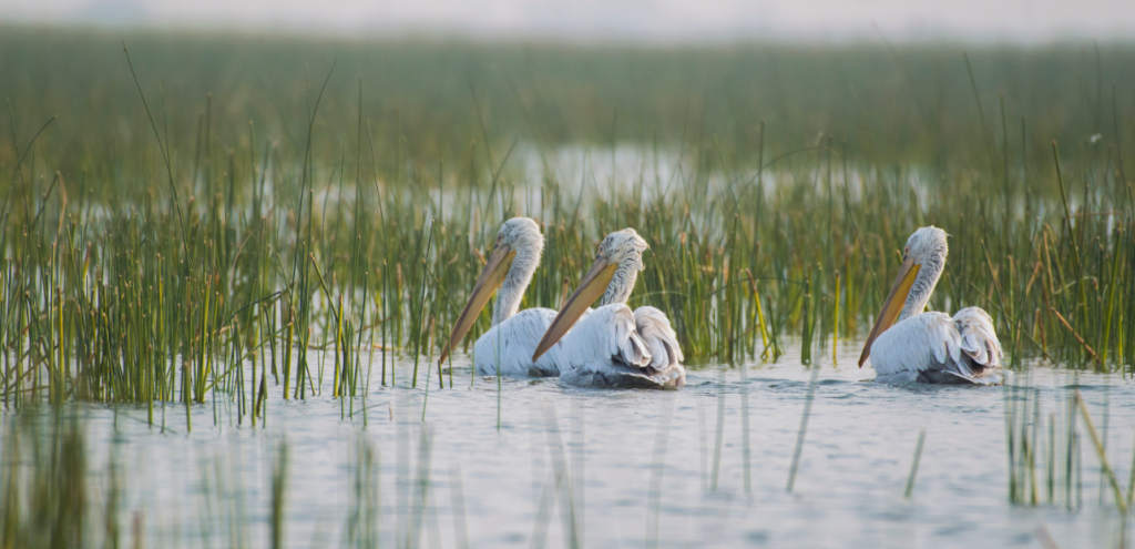 nalsarovar in monsoon