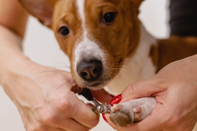 dog spa in ahmedabad