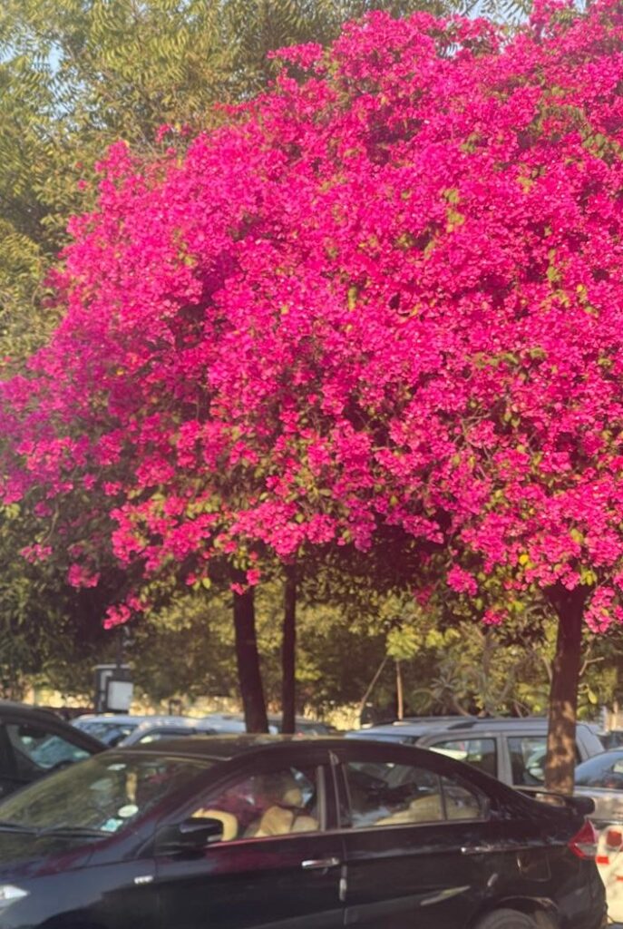 Bougainvillea in Ahmedabad