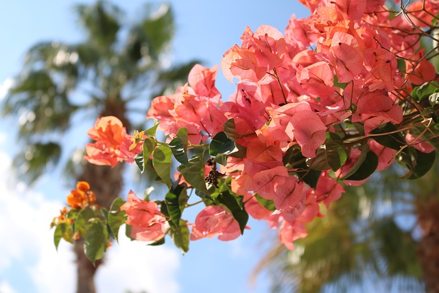 Bougainvillea colors