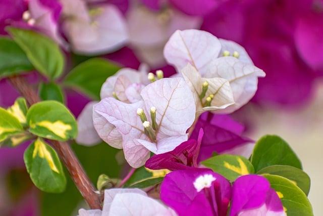 Bougainvillea