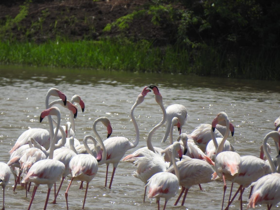 Khijadiya Bird Sanctuary
