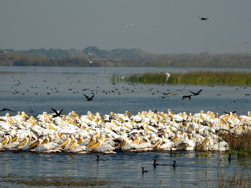 Khijadiya Bird Sanctuary